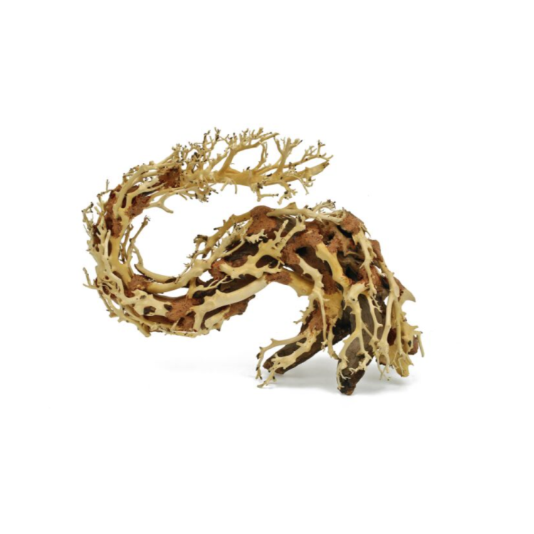 Lemn Dragon Wood Bonsai M - imagine 4